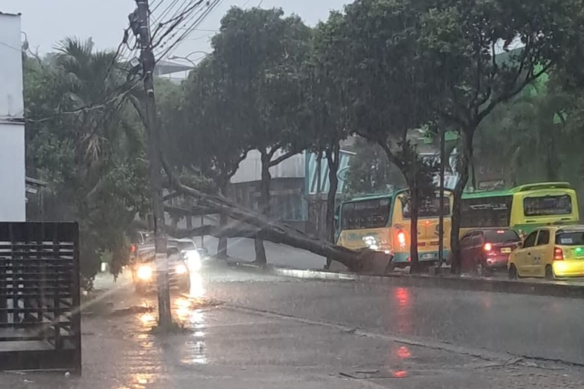 El árbol cayó sobre la carrera 33 con calle 33, en el sector de la Plaza Guarín.