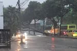 Aguacero en Bucaramanga ocasionó caída de un árbol en el sector de Guarín
