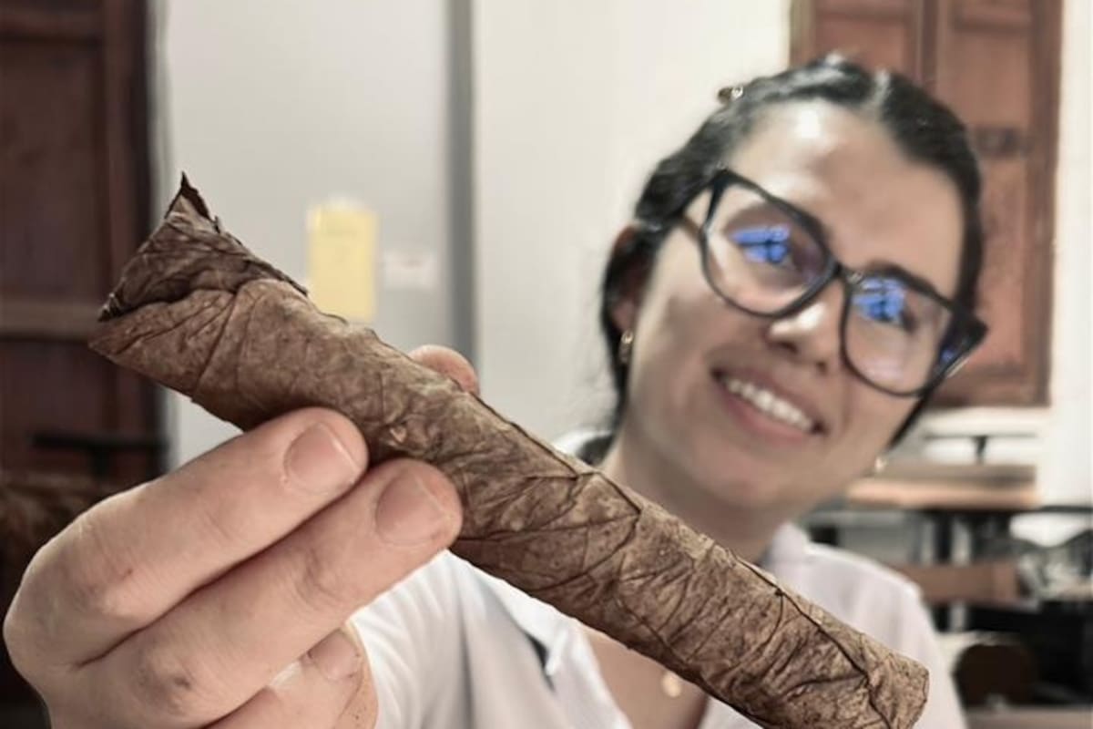 Un grupo de mujeres mantiene vivo el oficio de enrollar tabaco y son clave para las exportaciones de puros de una empresa de Barichara (Fotos de Giselle Yuliana Jejen Herrera / VANGUARDIA)