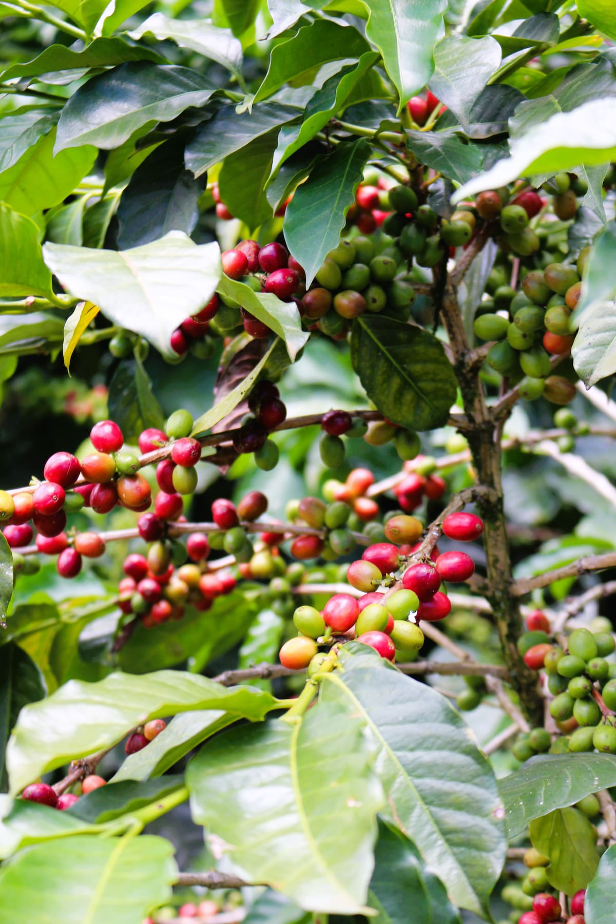 5. Entre 180 y 220 grados, el grano despierta sus compuestos y define su sabor final. Fotos: Felipe Jaimes Lagos/Vanguardia