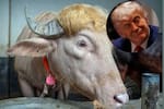 Búfalo albino llamado ‘Donald Trump’ se salva de ser sacrificado en Bangladesh