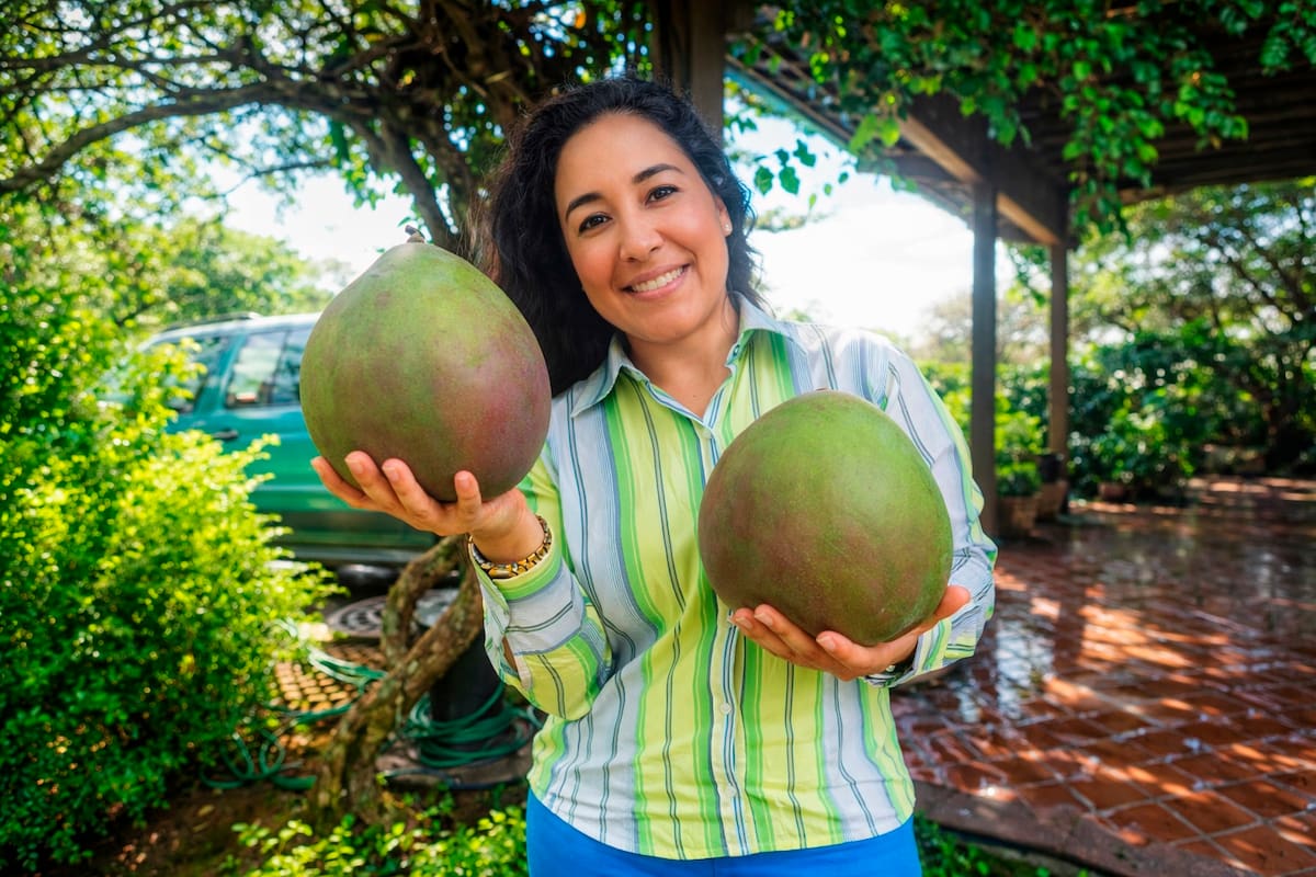 Todo comenzó con unos mangos gigantes. En una finca de la provincia comunera de Santander, unos frutos de hasta seis kilos despertaron la curiosidad de medios y redes sociales.