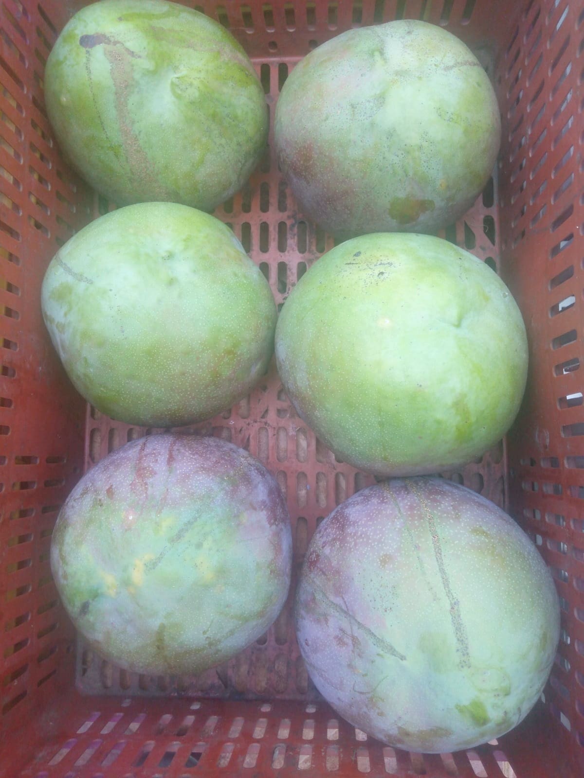 Todo comenzó con unos mangos gigantes. En una finca de la provincia comunera de Santander, unos frutos de hasta seis kilos despertaron la curiosidad de medios y redes sociales.