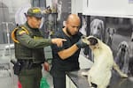 Indignación tras brutal ataque a machete contra un perro en Santander