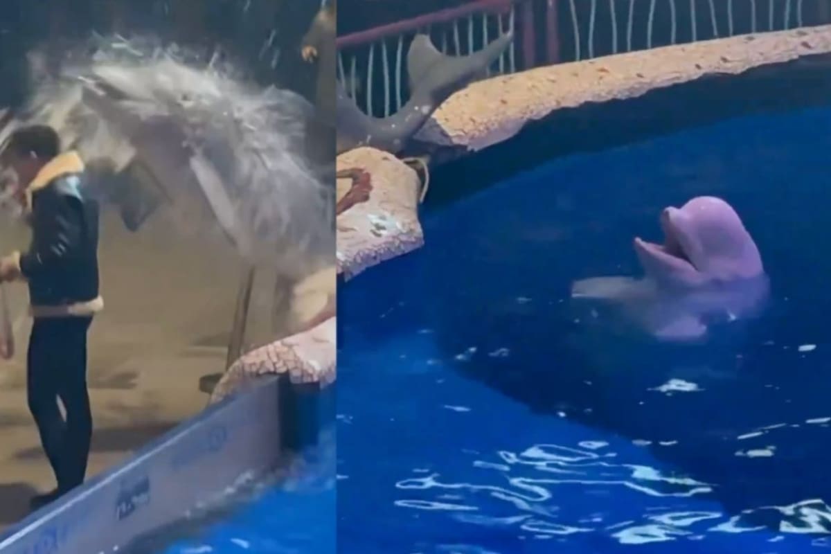 Ballena beluga apaga cigarro de visitante con chorro de agua y se hace viral.