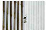A 24 años de los atentados del 11-S: persiste el misterio del “hombre que cae”