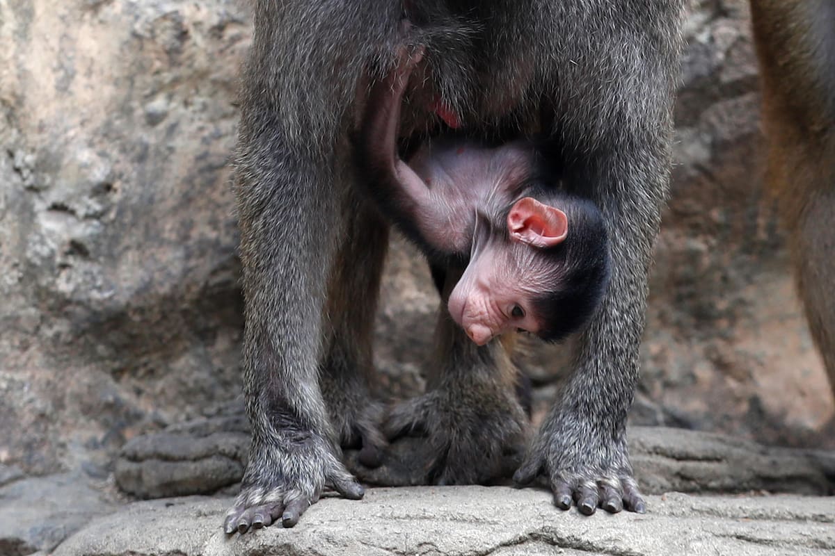 Aunque el babuino sagrado no está en peligro de extinción, la especie enfrenta amenazas como la pérdida de hábitat y el tráfico ilegal de fauna, por lo que estos nacimientos fortalecen las estrategias de conservación. EFE/ Ernesto Guzmán