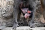 El nacimiento de un babuino marca un nuevo avance para la conservación en Colombia
