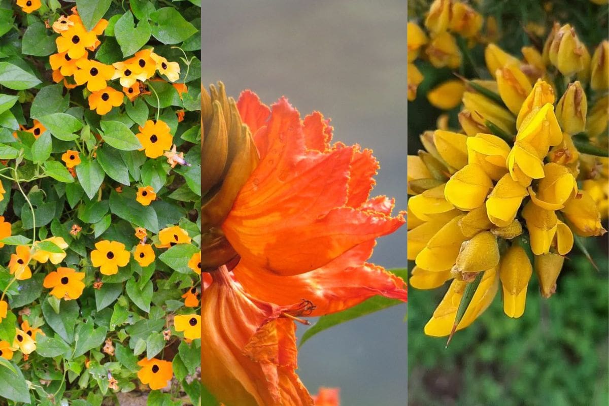 El ojo de poeta (Thunbergia alata), árbol de miona (Spathodea campanulata), retamo espinoso (Ulex europaeus) | Tomada de Internet/Vanguardia