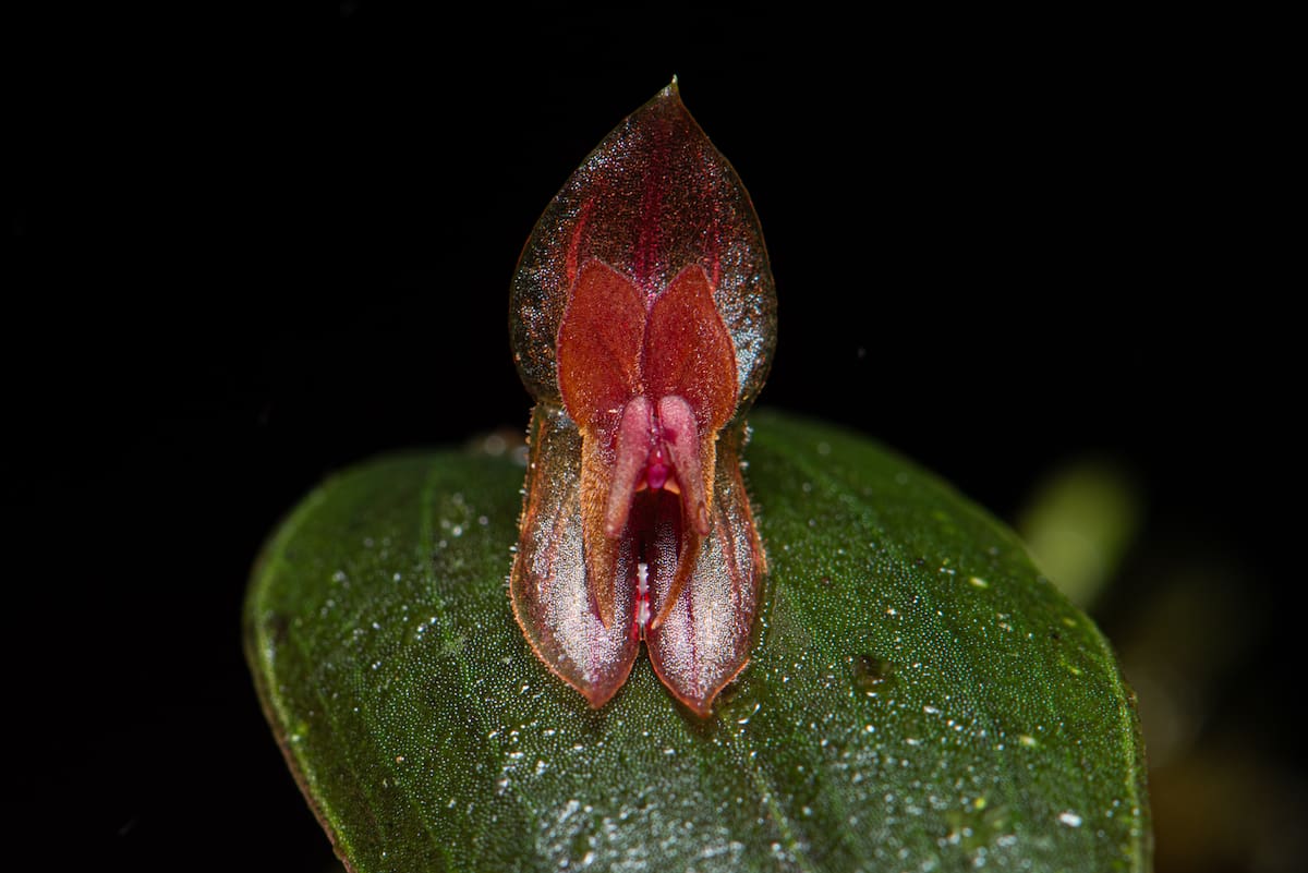 Lepanthes sp nov | Andrés David Galindo Rey y Robinson Galindo/VANGUARDIA