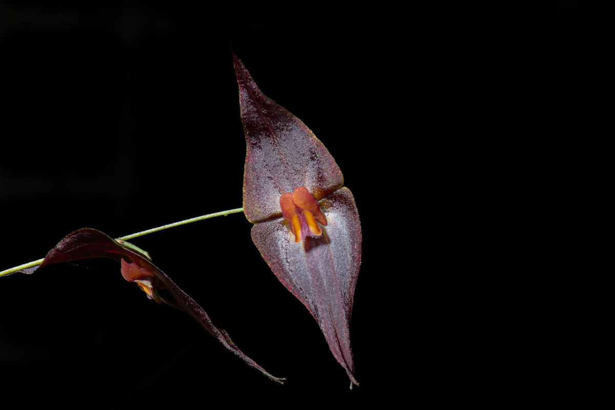 Lepanthes elegantula | Andrés David Galindo Rey y Robinson Galindo/VANGUARDIA