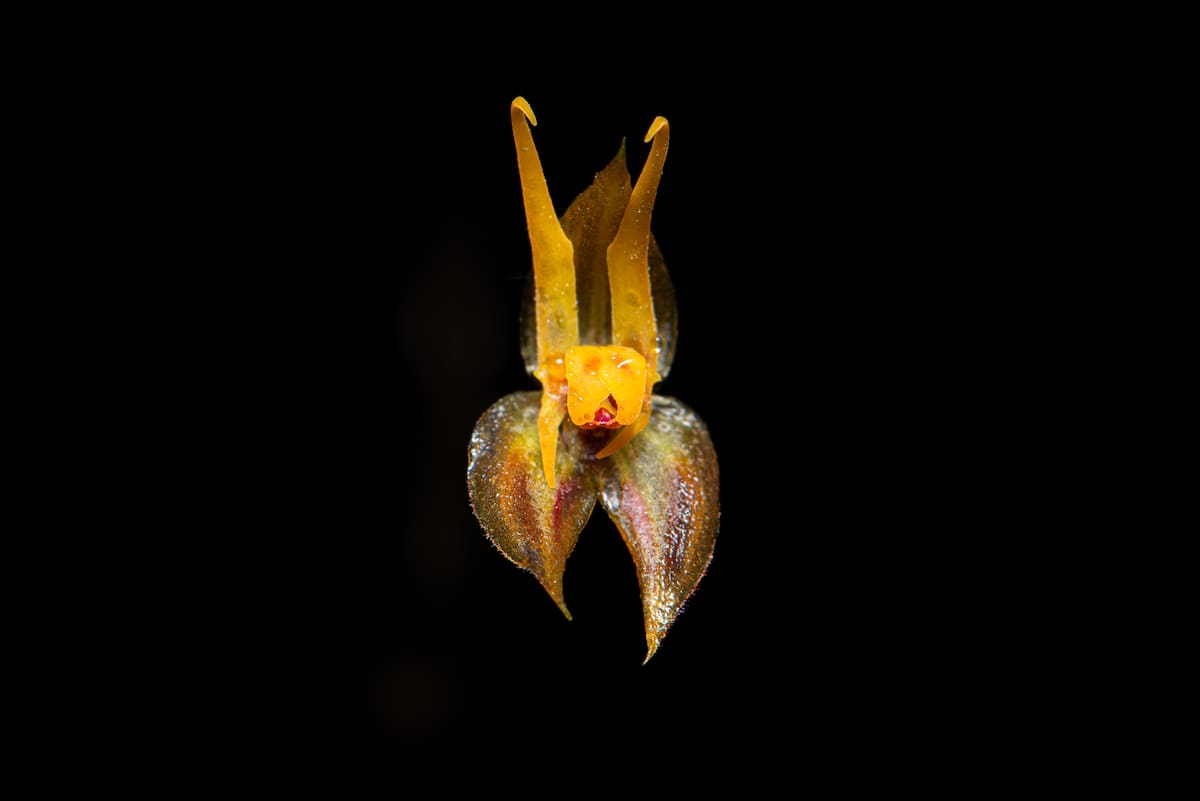 Lepanthes silverstonei | Andrés David Galindo Rey y Robinson Galindo/VANGUARDIA