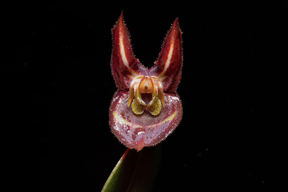 Lepanthes carunculigera | Andrés David Galindo Rey y Robinson Galindo/VANGUARDIA