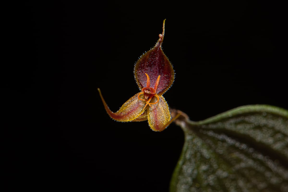 Lepanthes hexapus | Andrés David Galindo Rey y Robinson Galindo/VANGUARDIA