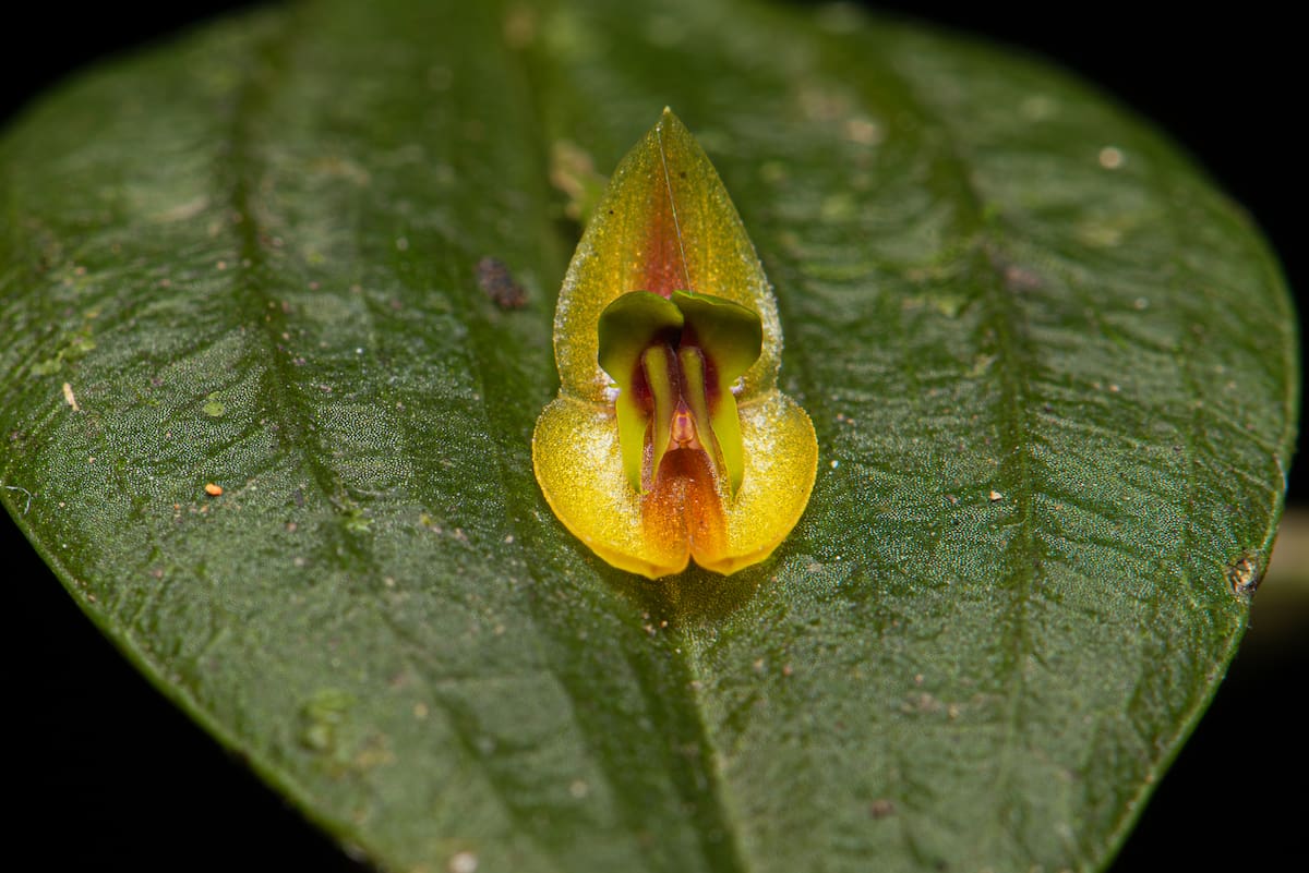Lepanthes montezumae | Andrés David Galindo Rey y Robinson Galindo/VANGUARDIA