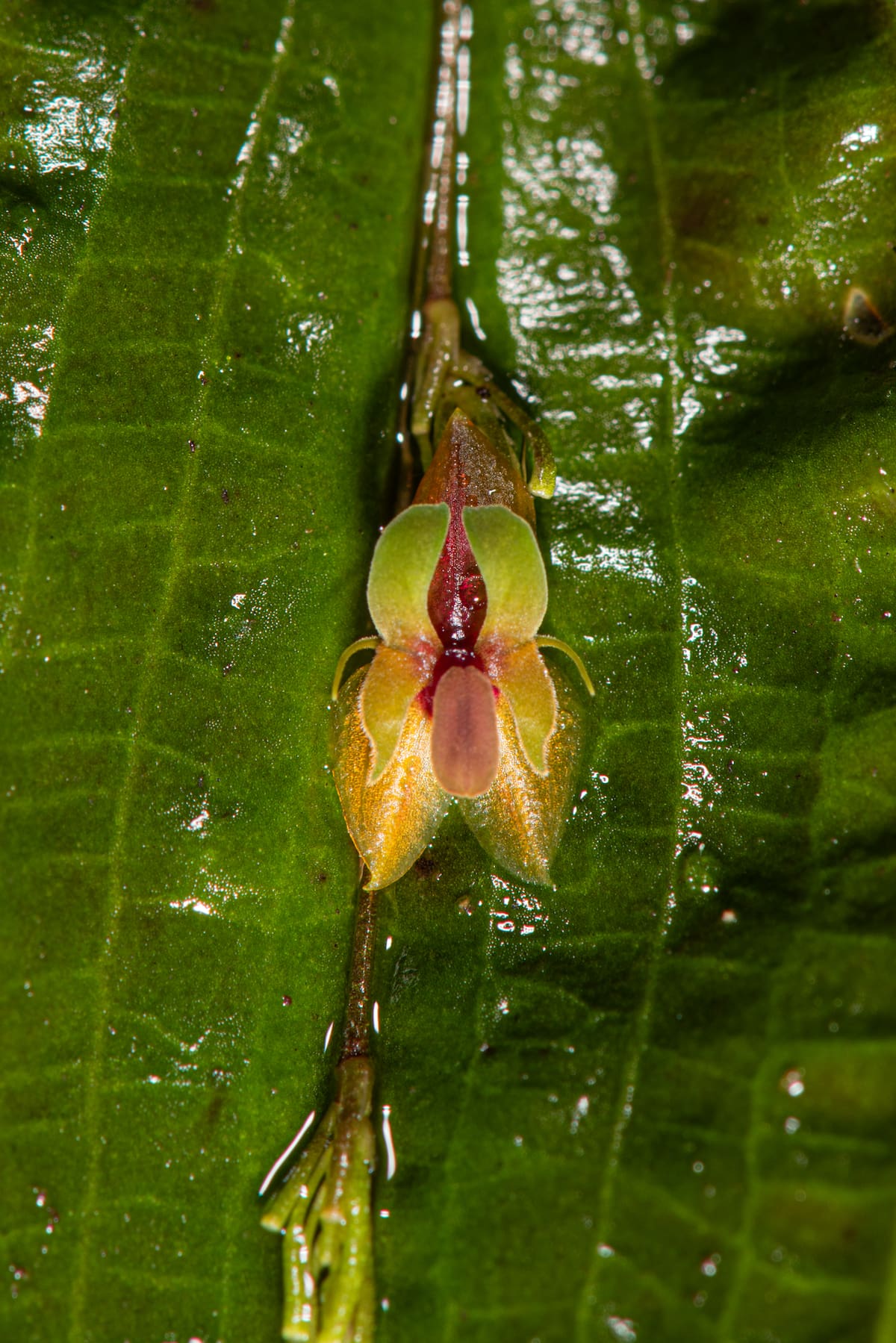 Lepanthes davidii | Andrés David Galindo Rey y Robinson Galindo/VANGUARDIA