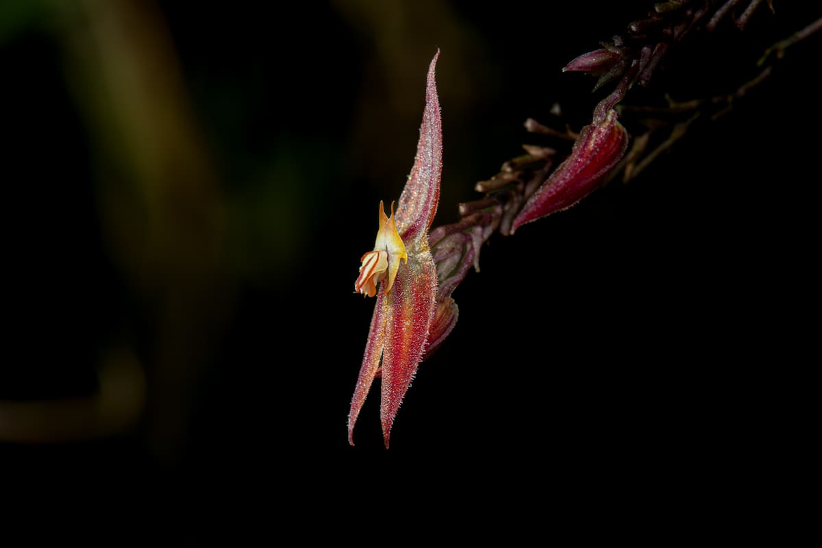 Lepanthes diabolica | Andrés David Galindo Rey y Robinson Galindo/VANGUARDIA