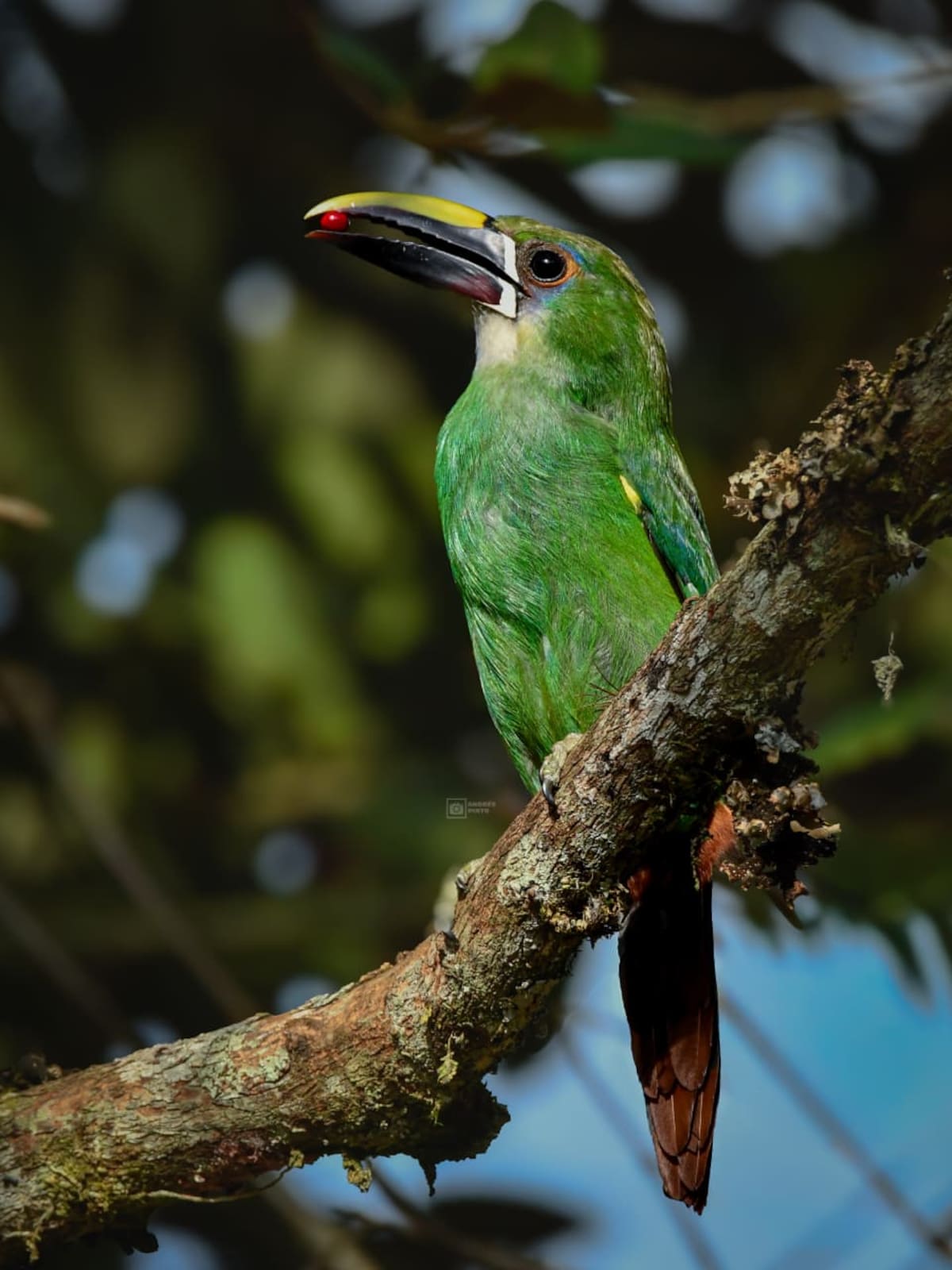 Tucán Esmeralda (Aulacorhynchus albivitta). | Andrés Pinto / VANGUARDIA