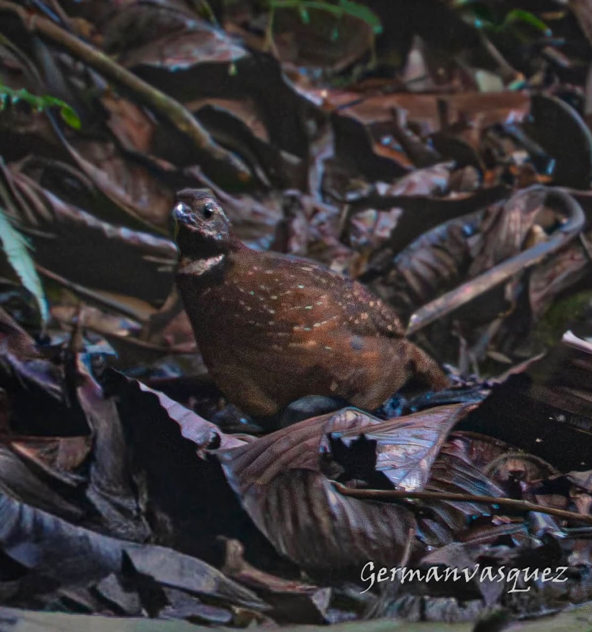 Perdiz santandereana (Odontophorus strophium). | Germán Vásquez / VANGUARDIA