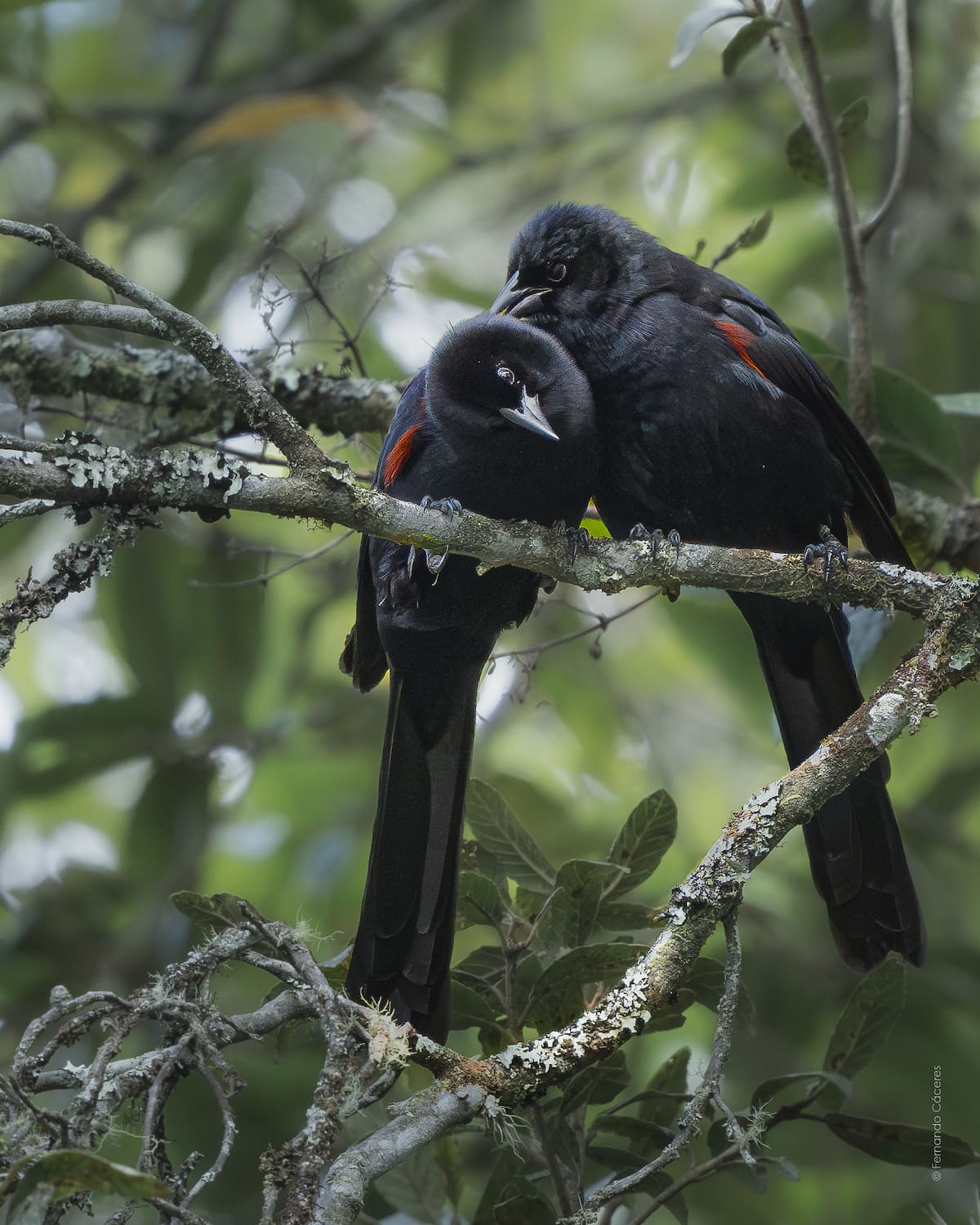Cocha de montaña (Macroagelaius subalaris). | Fernando Cáceres / VANGUARDIA