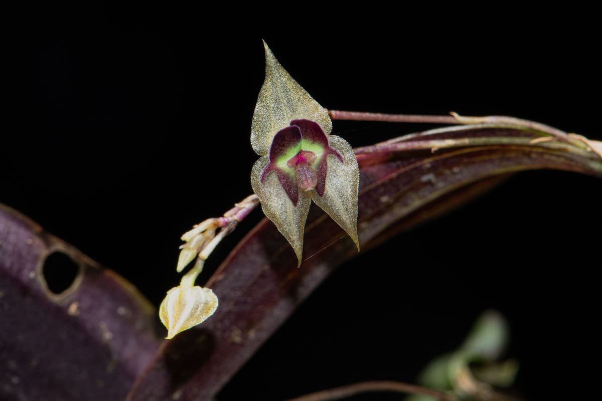 Lepanthes agglutinata. | Andrés Galindo Rey / VANGUARDIA