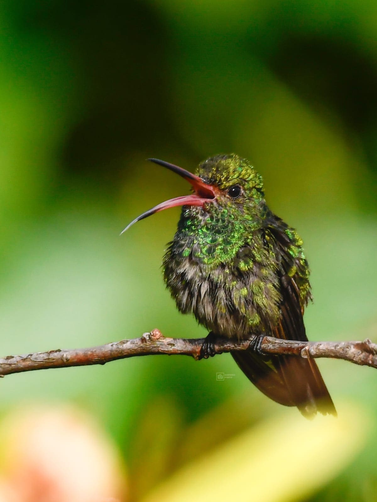 Colibri Colirufo (Amazilia tzacatl). | Andrés Pinto / VANGUARDIA