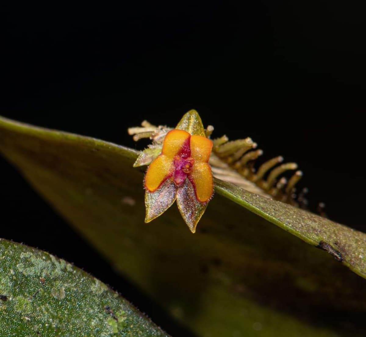 Lepanthes chalalensis. | Andrés Galindo Rey / VANGUARDIA