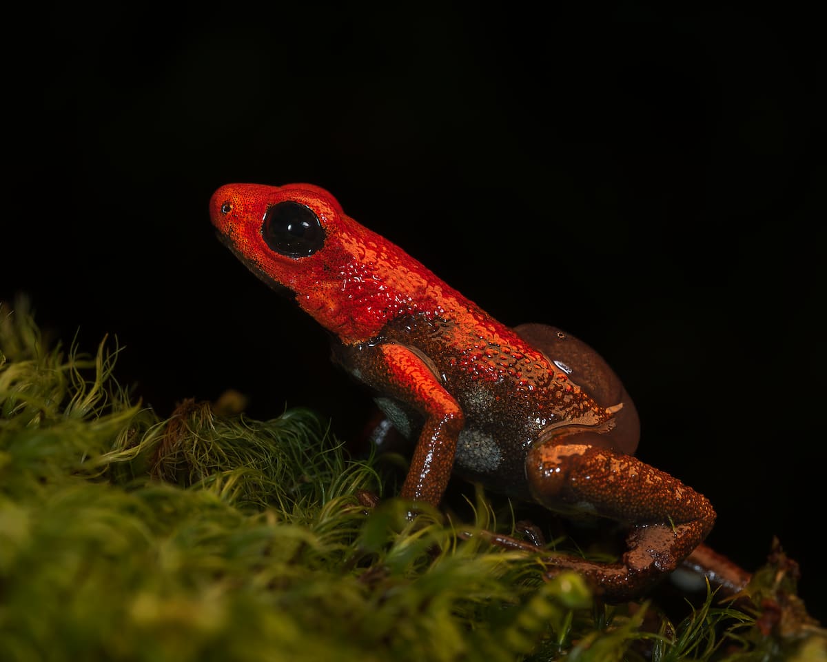 Rana roja de Virolín (Andinobates virolinensis). | Fernando Cáceres / VANGUARDIA