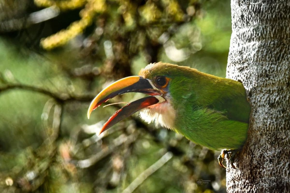 Tucán Esmeralda (Aulacorhynchus albivitta) | Andrés Pinto / VANGUARDIA
