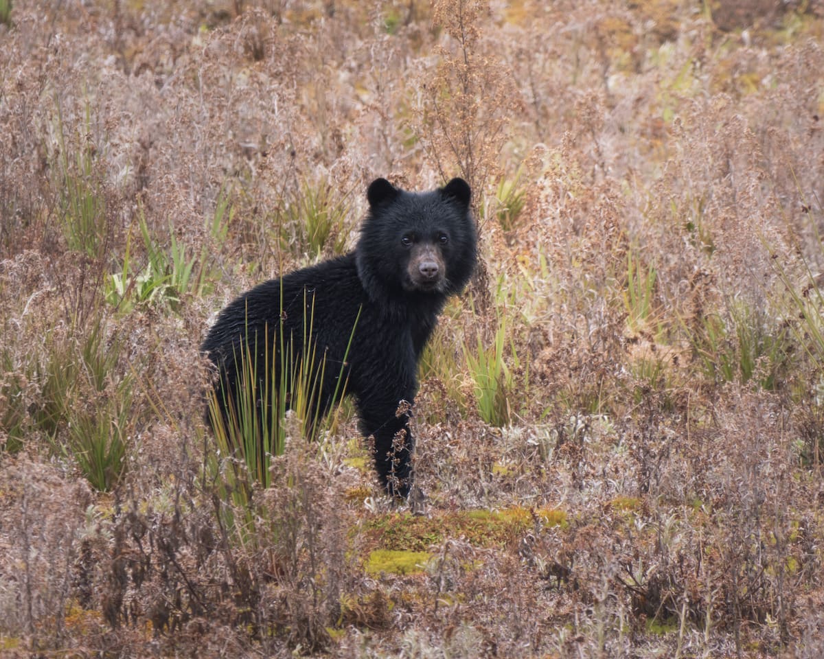 Oso Andino (Tremarctos ornatus). | Fernando Cáceres / VANGUARDIA