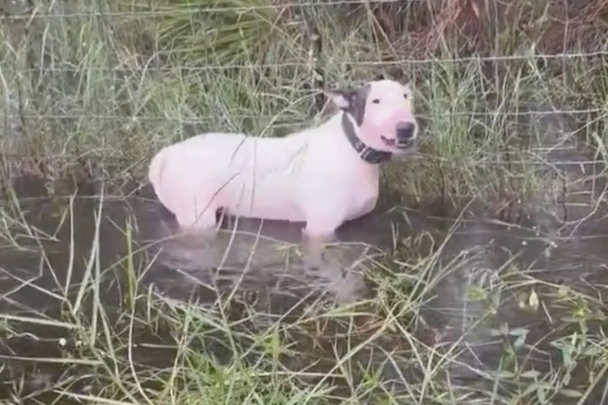 El rescate estuvo a cargo de la Policía que estaba pasando por la zona, al perro se le vio amarrado en una cerca de púas cuando ya el agua le daba por casi la mitad de su cuerpo.