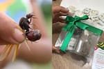 Polémica por la hormiga culona: crean reto para sacarla del listado de los “peores platos del mundo”