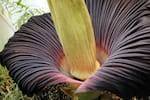 El curioso truco evolutivo de las flores que huelen a podrido para atraer polinizadores