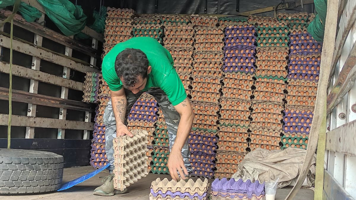 El sector avícola de Santander presenta un balance positivo en producción.| Foto Marco Valencia / VANGUARDIA