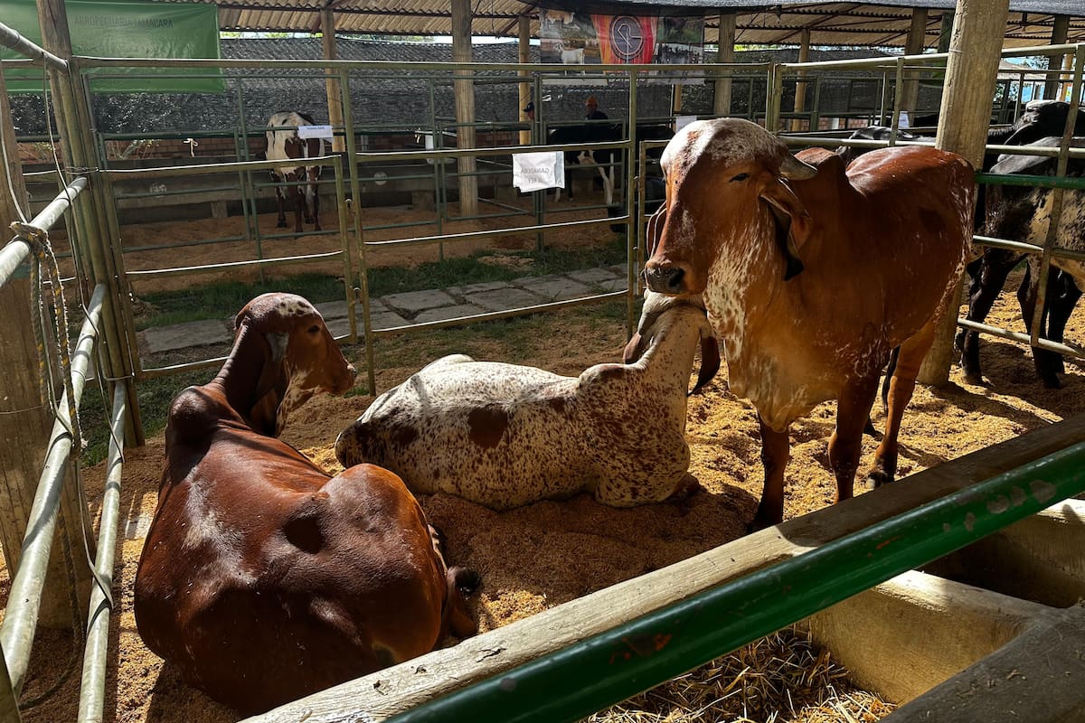 Los ganaderos de la región presentan sus mejores animales para la producción de leche.