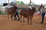 El Socorro vive su feria agropecuaria