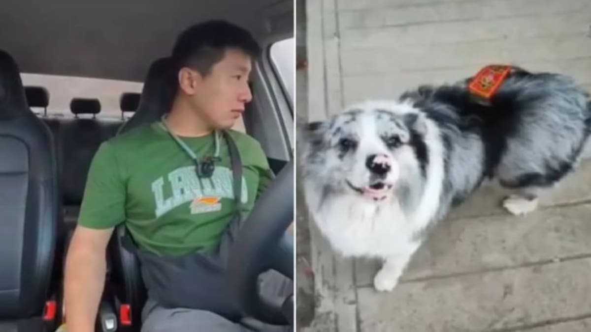 'Chutou', perro influencer con 1,5 millones de seguidores, fue robado y servido en un restaurante de carne de perro en China, generando indignación en redes sociales.