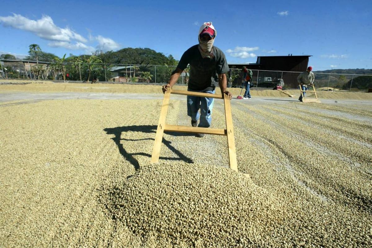 En Santander hay actividad cafetera en 77 municipios (Foto: Archivo/VANGUARDIA LIBERAL)