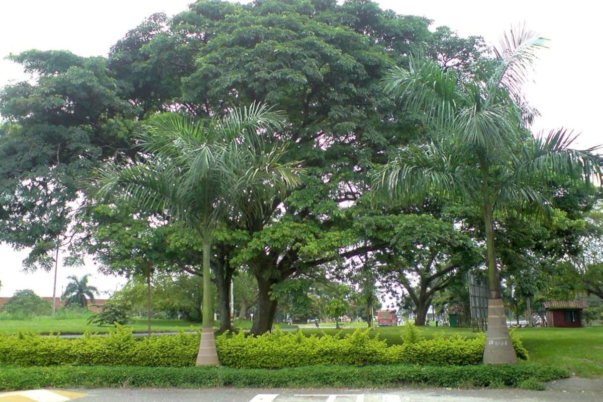 En la Casa de la Cultura se desarrolla la exposición de Caracolíes del Valle de Floridablanca. (Foto: Suministrada / VANGUARDIA LIBERAL)