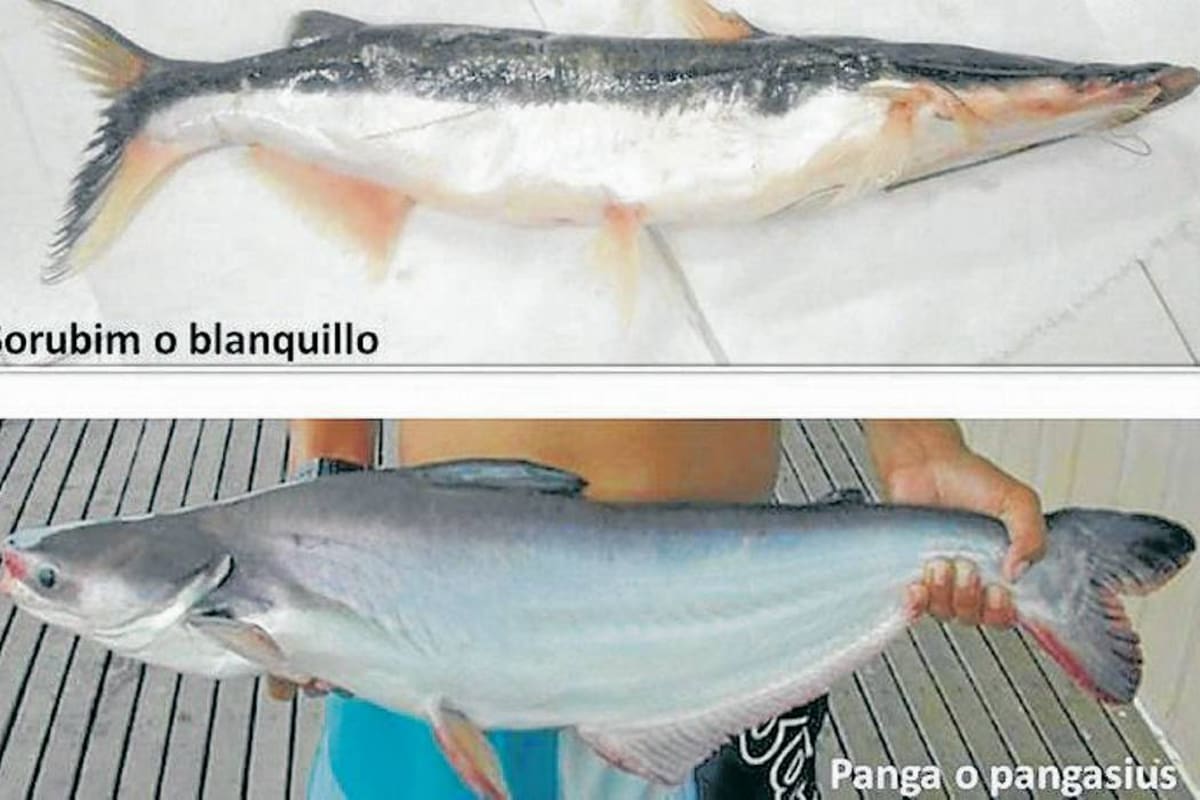 El basa es un bagre invasivo que puede llegar a medir 1,30 metros y pesar 40 kilos. Su cultivo es un delito, por estimarse como una especie de alto riesgo para el ecosistema. (Foto: Archivo/VANGUARDIA LIBERAL)