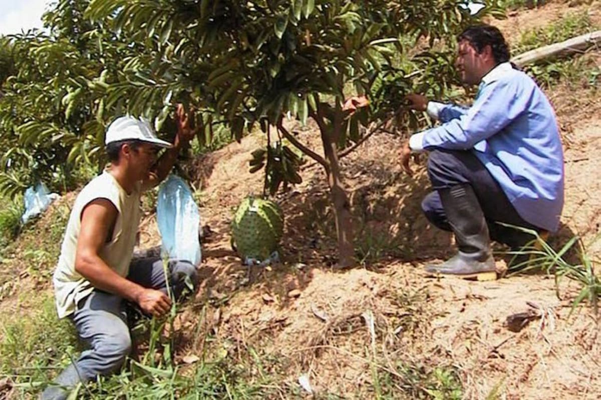 Una de las frutas más demandadas en el mercado externo es la guanábana, considerada como fruta exótica. (Foto: Archivo/VANGUARDIA LIBERAL)