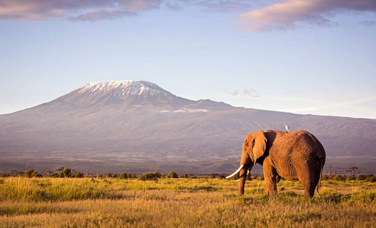 Alerta en Kenia por muerte de 18 elefantes. Autoridades investigan un posible envenenamiento con cianuro en el ecosistema de Amboseli.