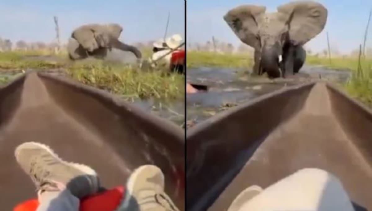 En video queda captado como un elefante ataca a unos turistas en un río en Botswana, por acercarse a su cría.