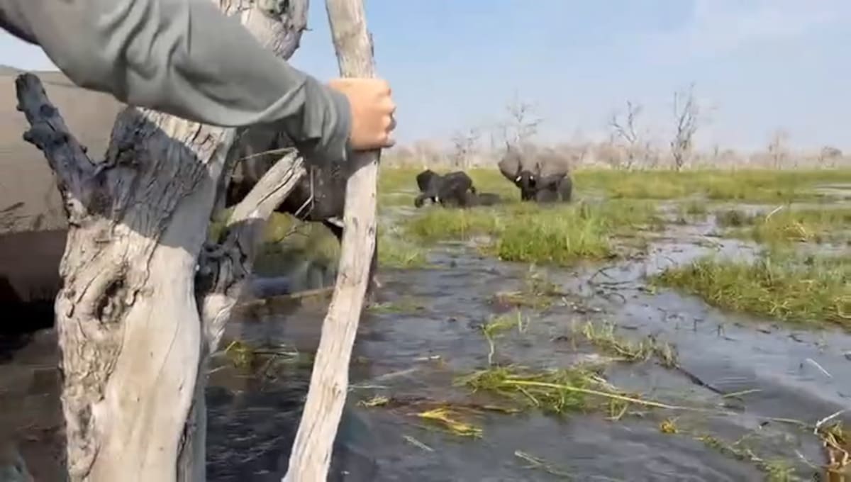 Aterrador ataque de un elefante a un grupo de turistas en un río de Botswana.