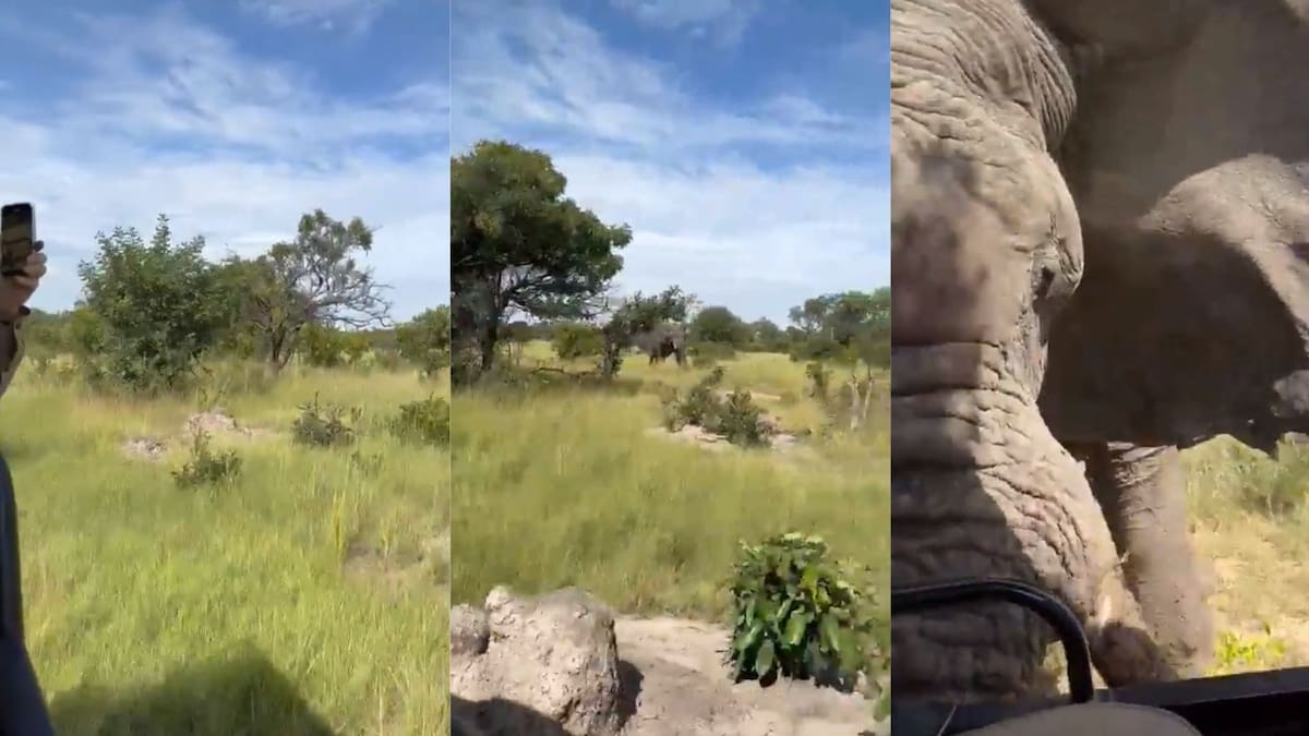 En la grabación se observa al enorme elefante corriendo hacia la camioneta del safari en la que se encontraban los turistas, en el Parque Nacional Kafue. Captura de video / VANGUARDIA