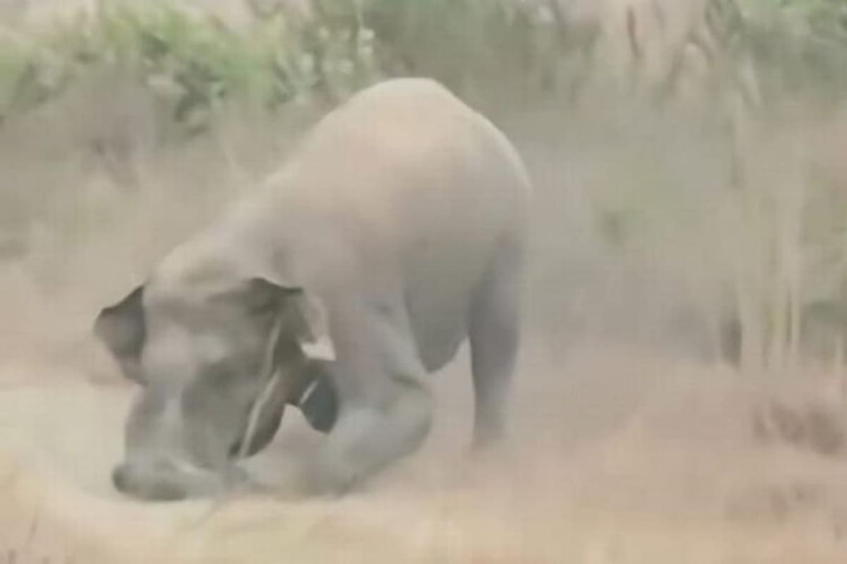 Un elefante pisoteó a un hombre de 32 años tras acercarse demasiado para tomarse una selfie.