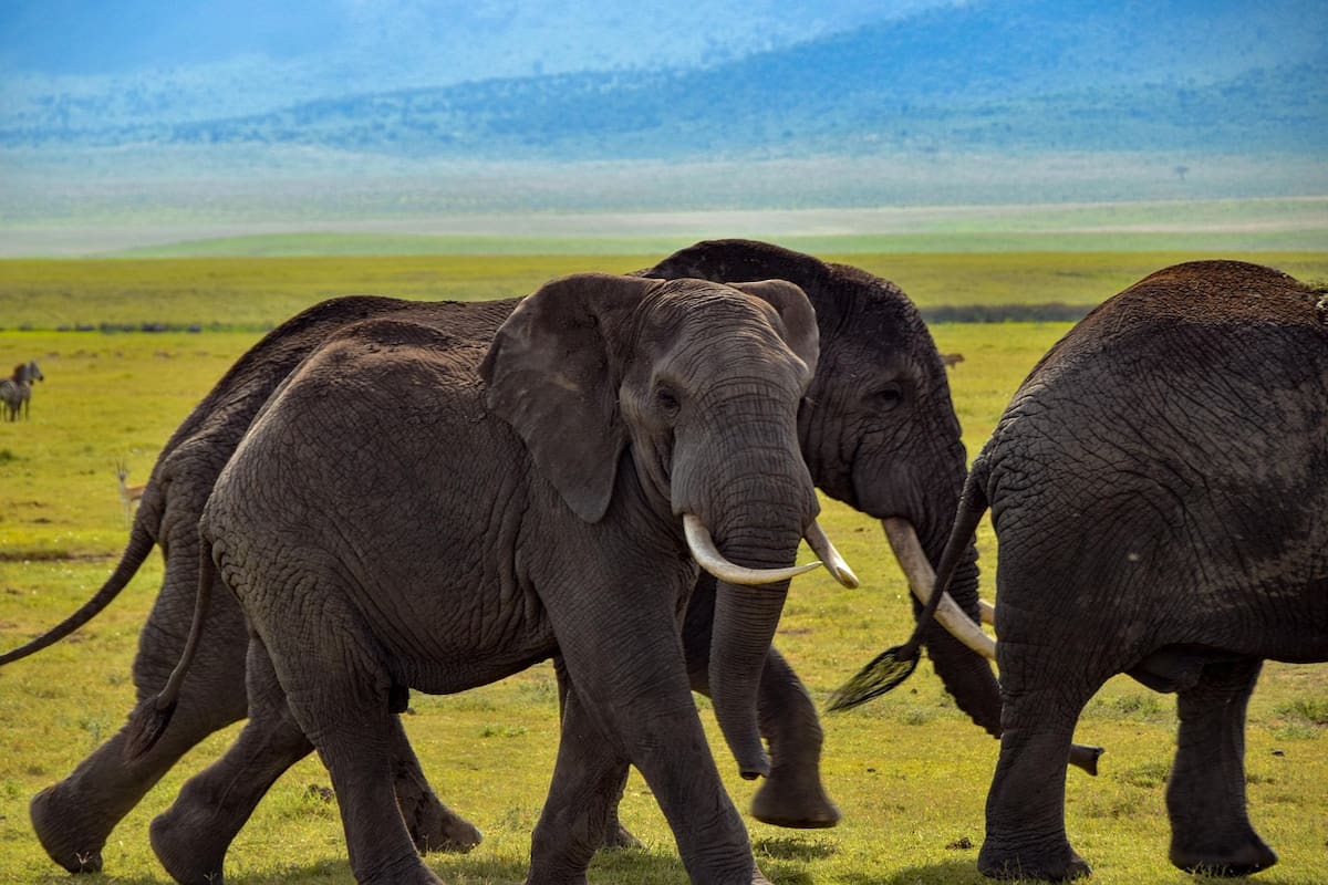 FC Conradie murió tras ser embestido por un elefante "rogue".