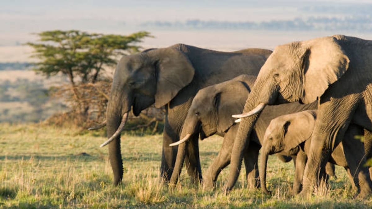 Kenia sufrió una fuerte reducción de su población de elefantes, que pasó de aproximadamente 170.000 a 16.000.