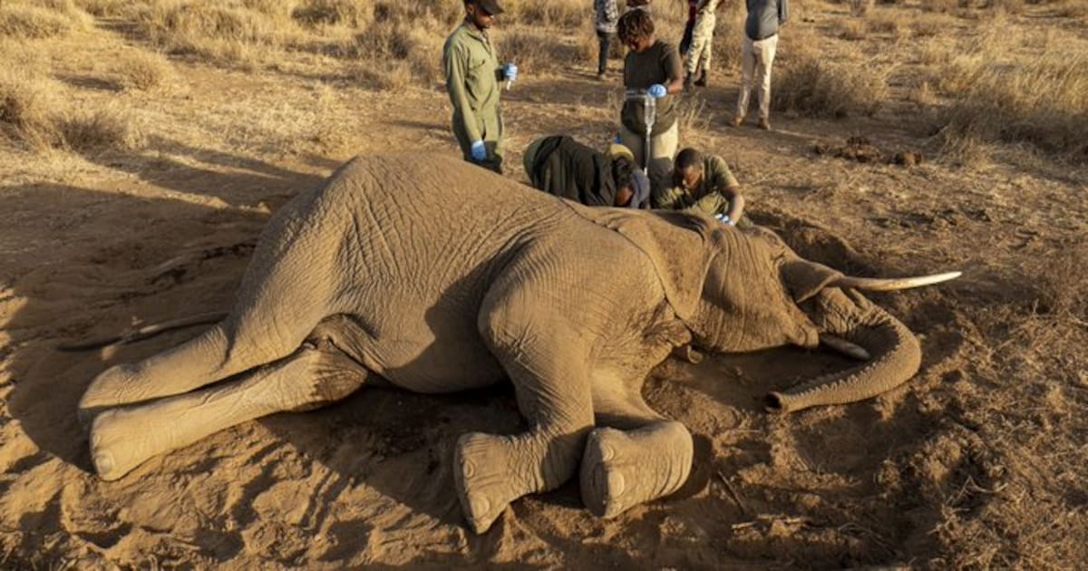El misterioso mal que está matando a los elefantes de Kenia. Desde finales de junio de 2026, al menos 19 paquidermos han muerto allí tras presentar todos los mismos síntomas