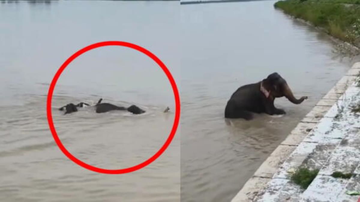 Una manada de cinco elefantes sobrevivió tras ser arrastrada por las inundaciones en Nepal. Foto: Redes Sociales